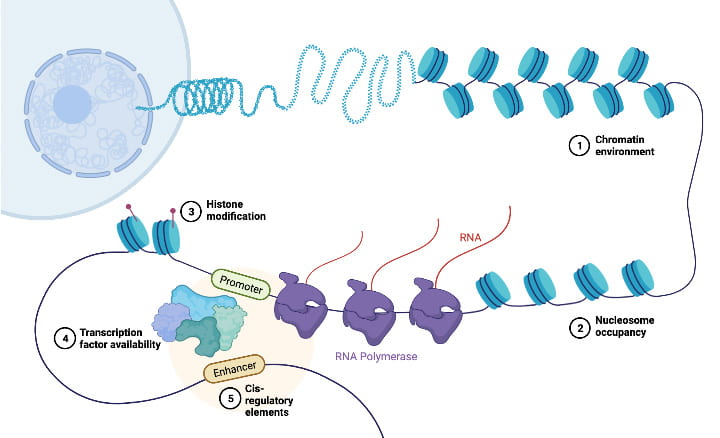 Image depicting RNA transcription, including chromatin accessibility, histone modifications, and transcription factors. 